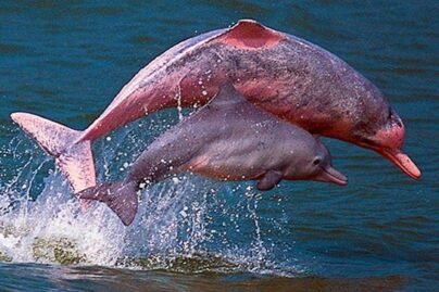 Dolphin-tour-Tour-Online-SYS