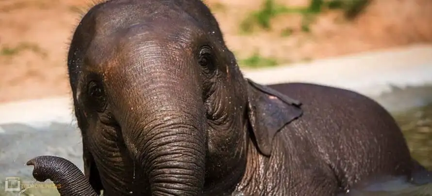 Samui-Elephant-Sanctuary-Toronlinesys-WebP H 2