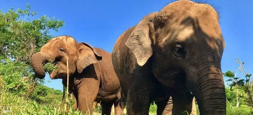 Samui-Elephant-Sanctuary-Toronlinesys-WebP H 3