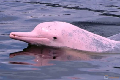 Dolphin & Angthong-Tour-Online-SYS2