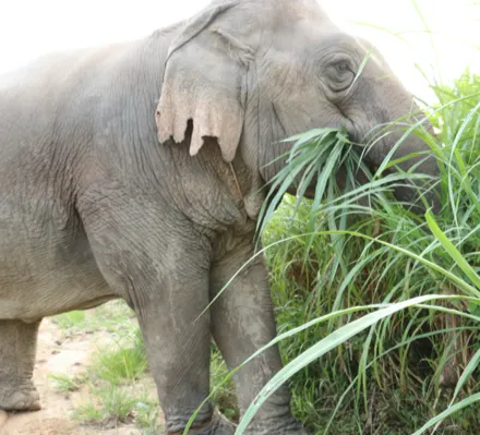 Jum-Pa Samui elephant Home-Jum-Pa