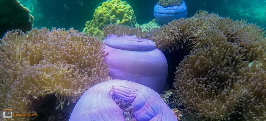 Koh-Nang-Yuan-Grand-Sea-6- Grand Sea