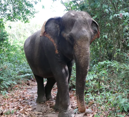 Kularb Samui elephant Home-Kularb