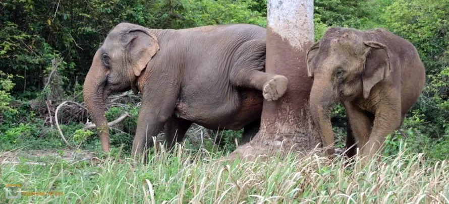 Samui-Elephant-Home-touronlinesys-H-4