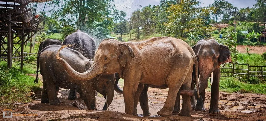 Samui-Elephan-Kingdom-H-1