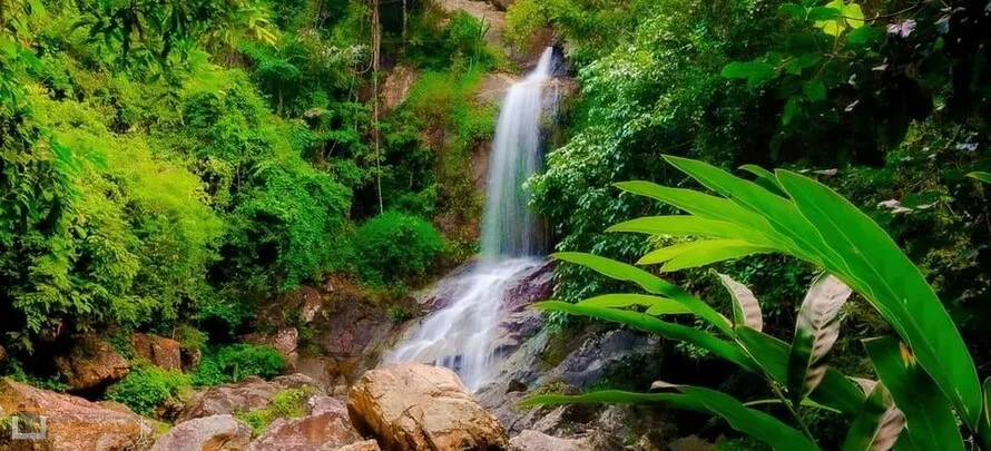 Tree-Bridge-Zipline-h-3