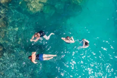 Dolphin-watching-Pig-Island 8