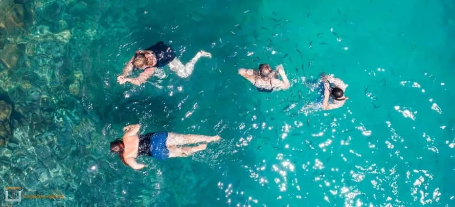 Dolphin-watching-Pig-Island 3