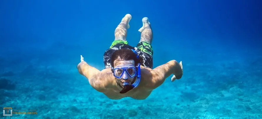 Dolphin-watching-Pig-Island 1