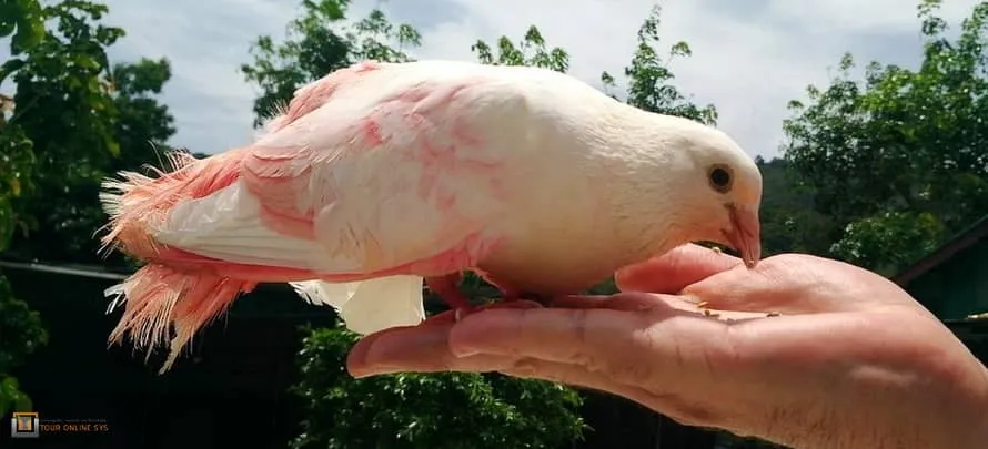 Paradise-Park-Farm-H-3