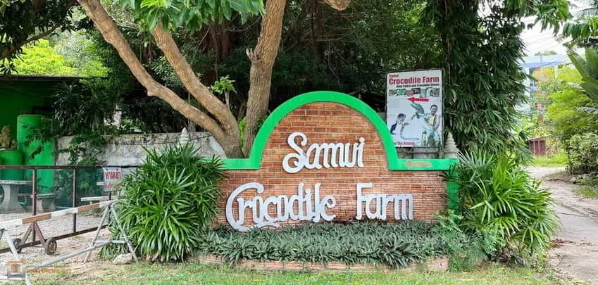 Samui-crocodile-farm-H-1