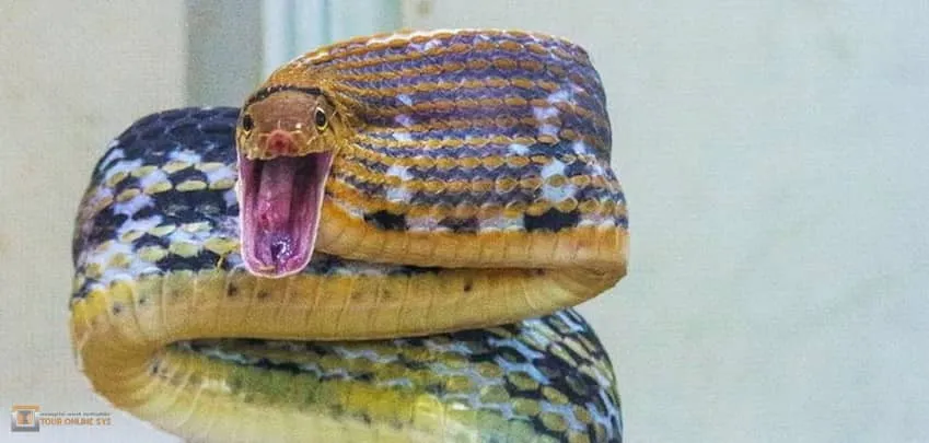 Samui-crocodile-farm-H-2