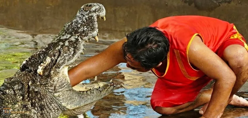 Samui-crocodile-farm-H-3