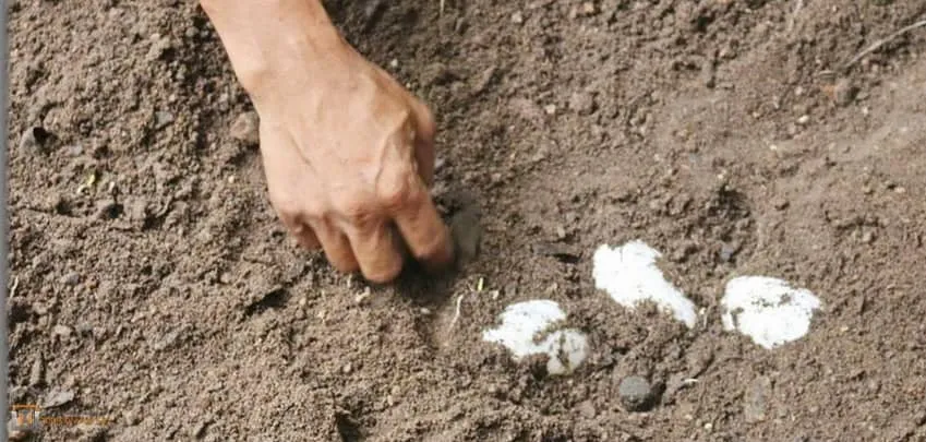Samui-crocodile-farm-H-4