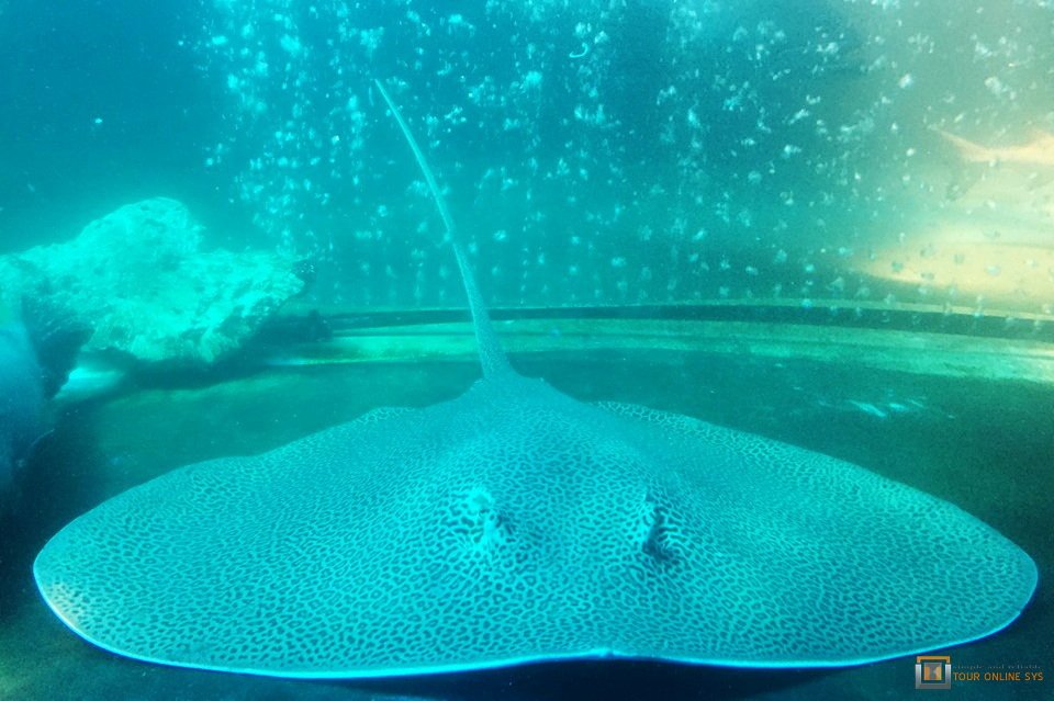 Samui-Aquarium-Tiger-Zoo-B