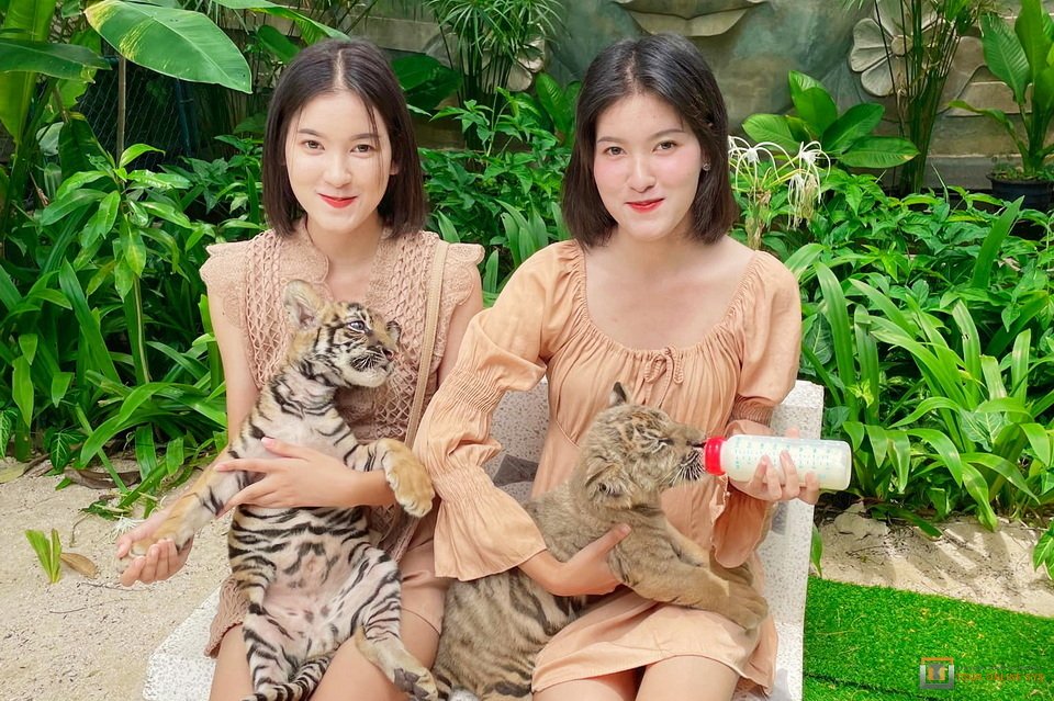 Samui-Aquarium-Tiger-Zoo