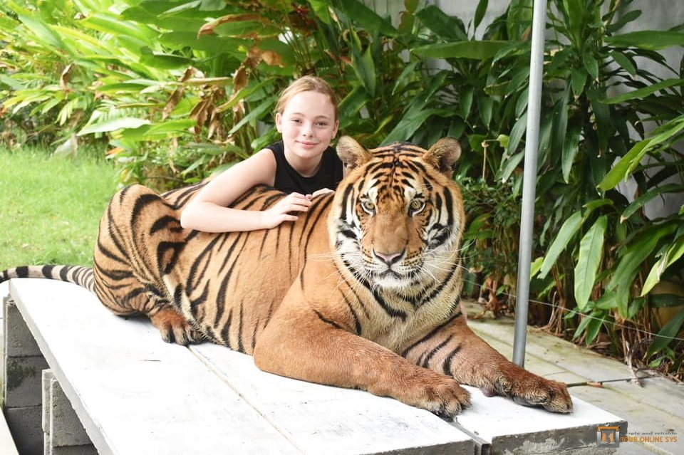 Samui-Aquarium-Tiger-Zoo-B