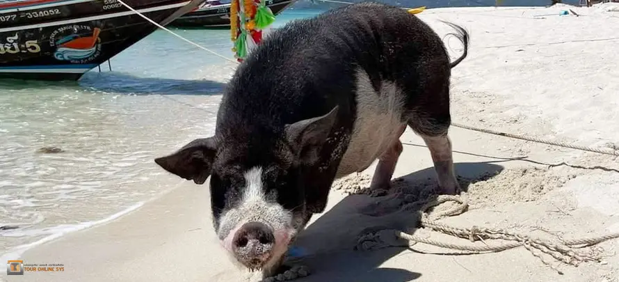 Privat-longtail-boat_Tour-OnlineSYS-H5