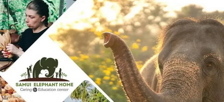 Feeding-Me-Tour-Online-SYS-H-2