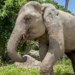 Nong Petch Nong-Petch