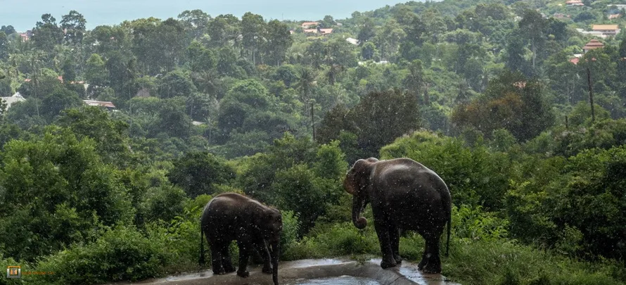 Samui-Elephant-Haven-H-1