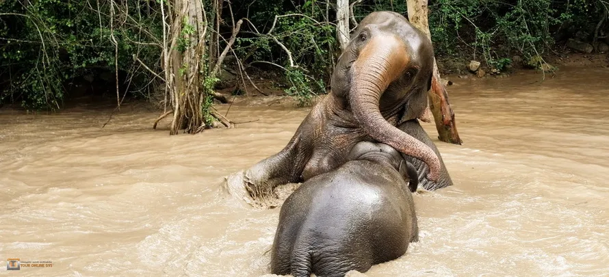 Samui-Elephant-Haven-H-2