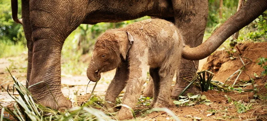 Samui-Elephant-Haven-H-3