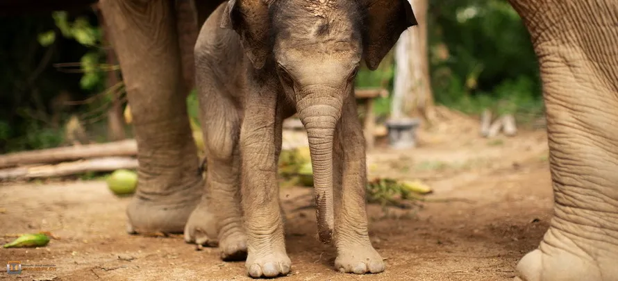 Samui-Elephant-Haven-H-4