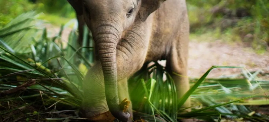 Samui-Elephant-Haven-H-5