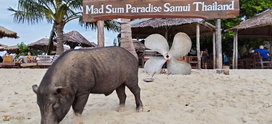 Ocean-King-Samui-H-3