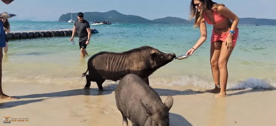 Ocean-King-Samui-H-6