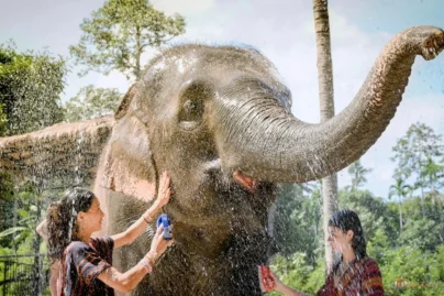 feeing-&-shower-elephant-jungle