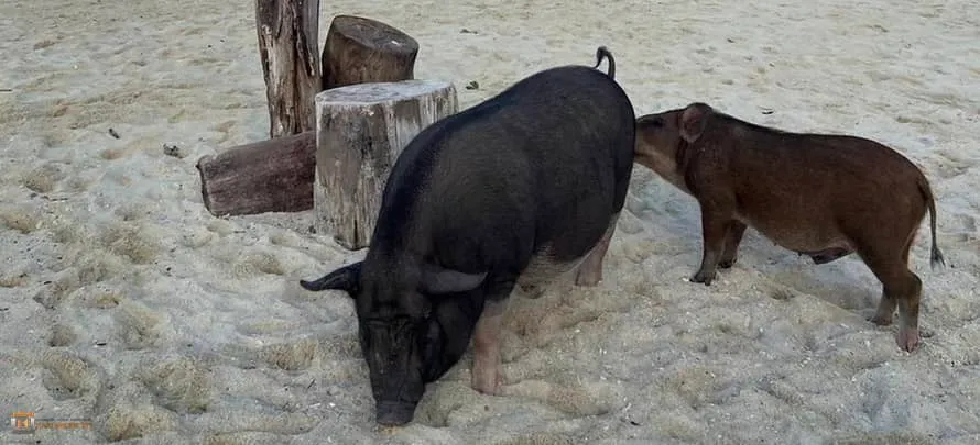 Pig Island Private Speedboat 1