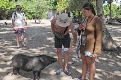 Pig Island + I Love Elephant Samui 8