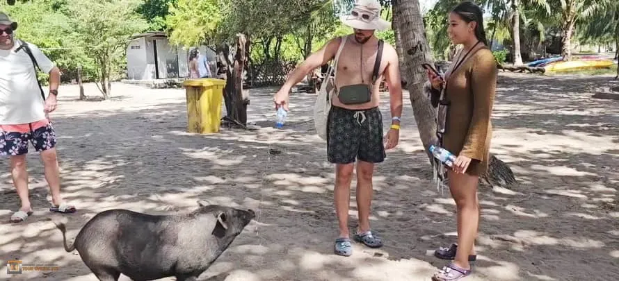 Pig-Island-I-Love-Elephant-Samui